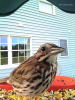 small brown bird with speckled belly