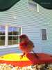 small bird with red head and belly